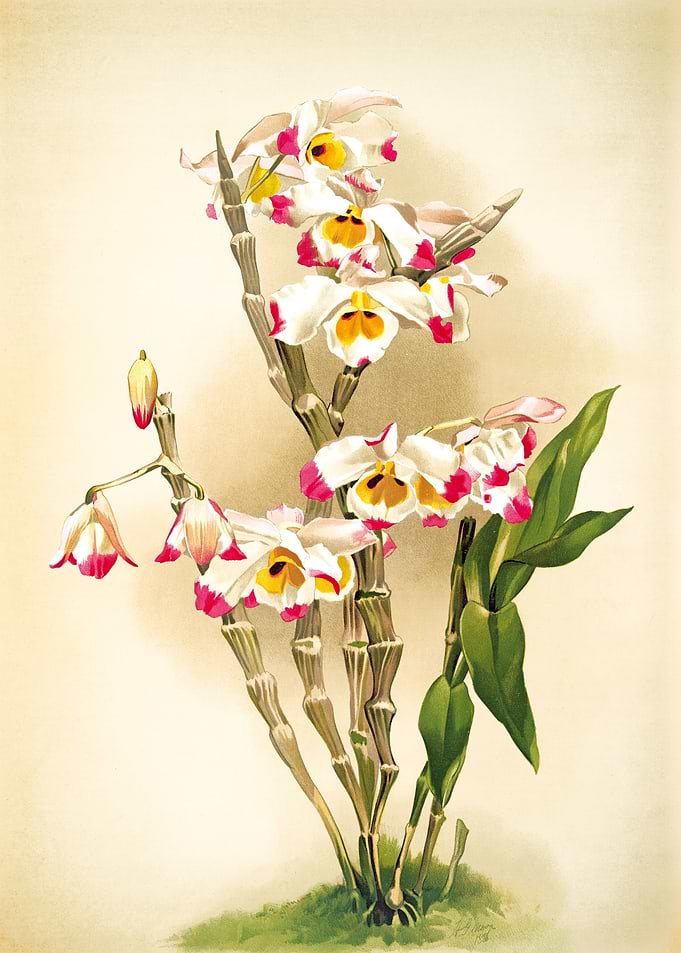 Dendrobium Orchid