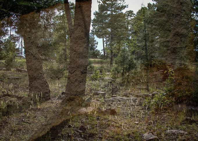 Rocky Forest Two