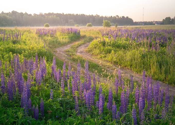 Field