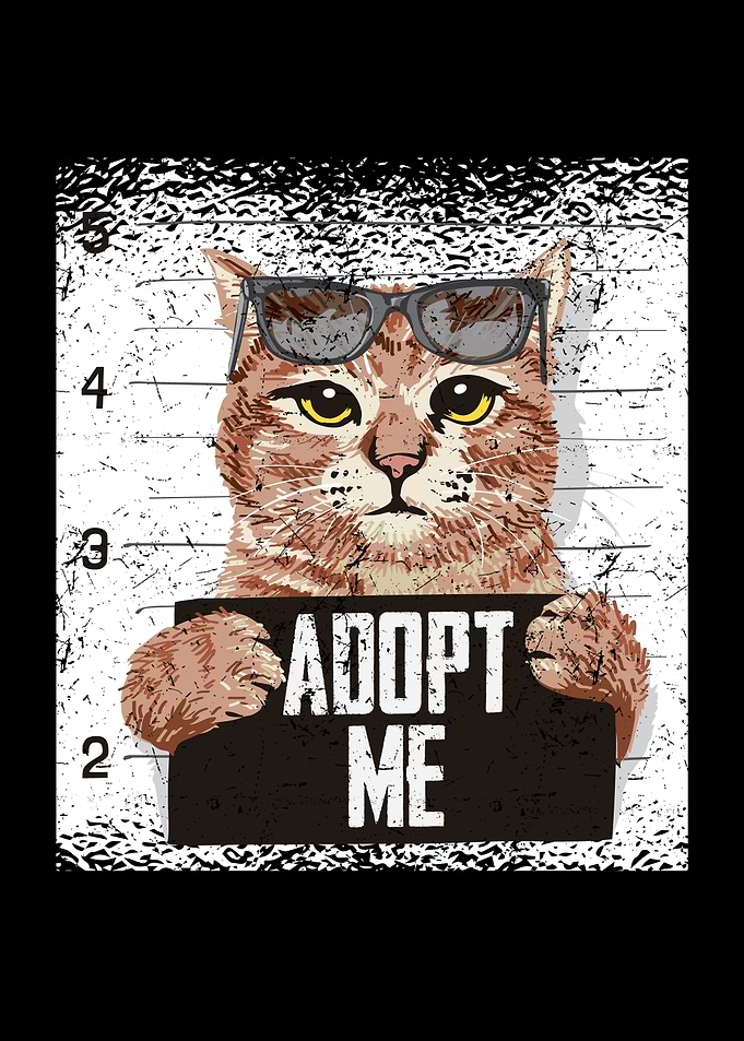 Katze Kater 6