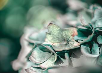 Abstract Flowers