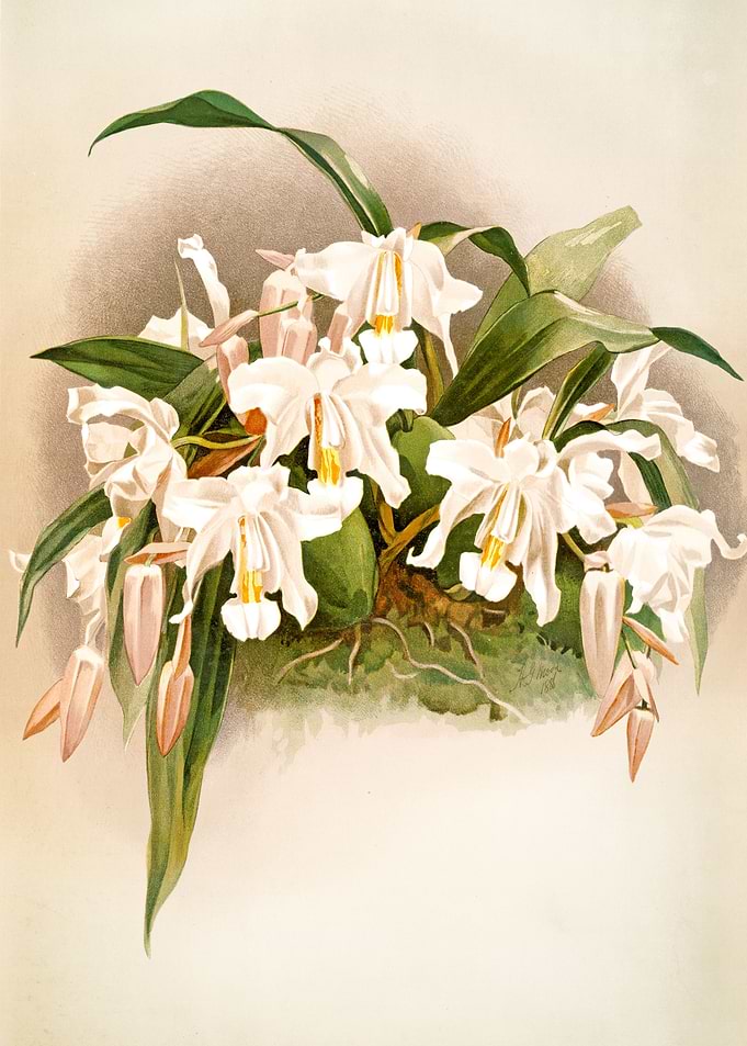 Coelogyne White Orchid