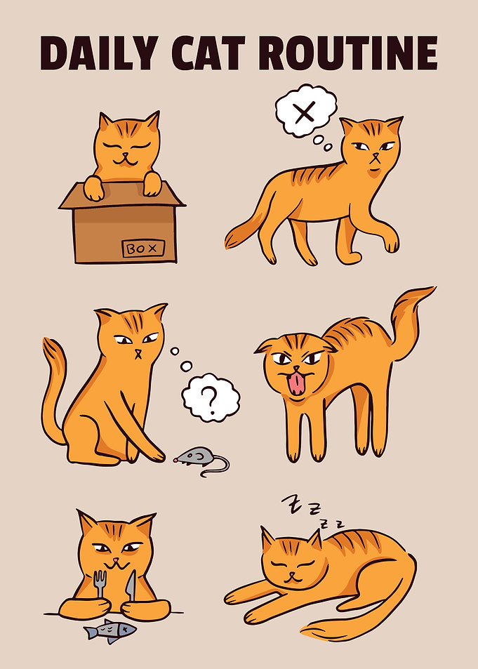 Daily Cat Routine