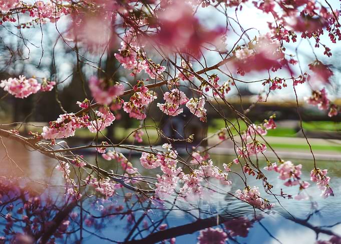 Flowering gardens