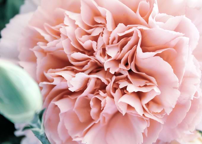 Carnation 1