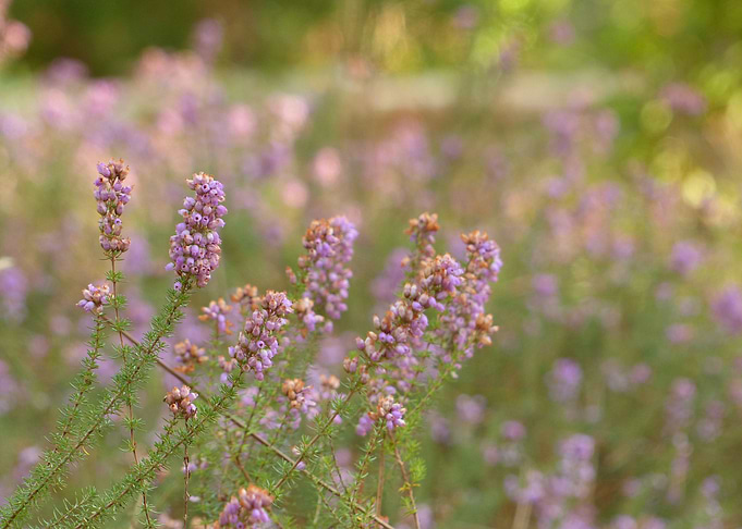 Flowers field