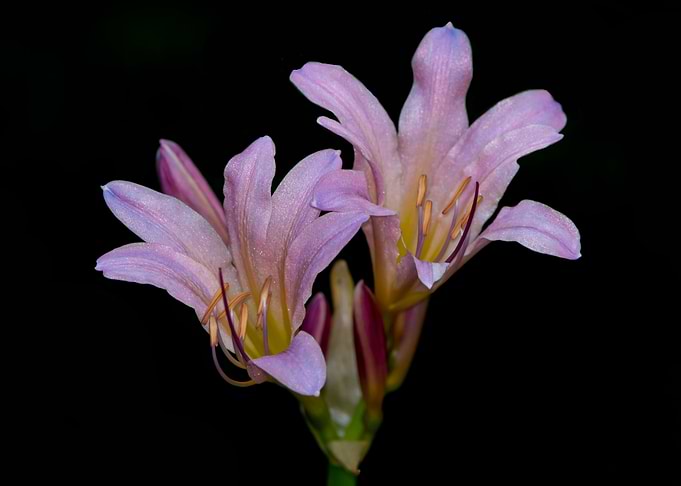 Purple lilies on black