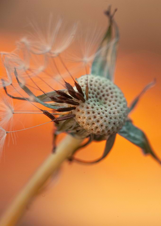 Floral composition