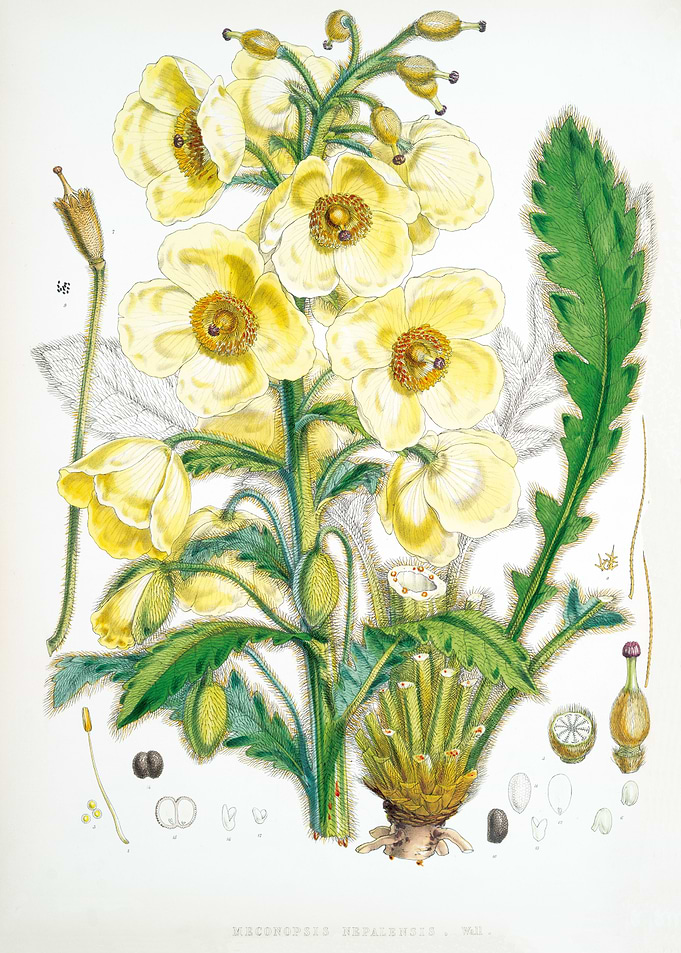 Meconopsis Nepalensis