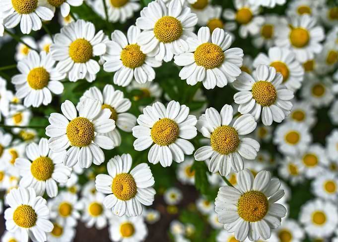 Chamomille Flowers