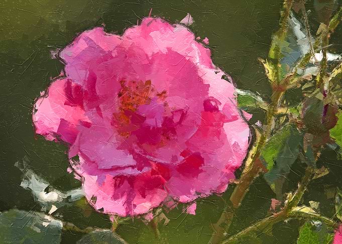 Wild Rose