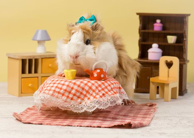 Little guinea pig