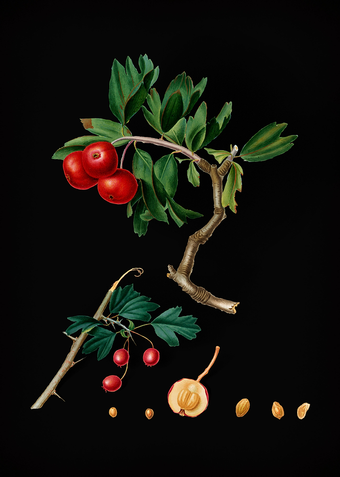 Vintage Red Thorn Apple