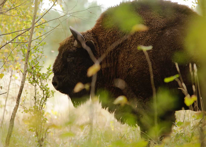 green bison