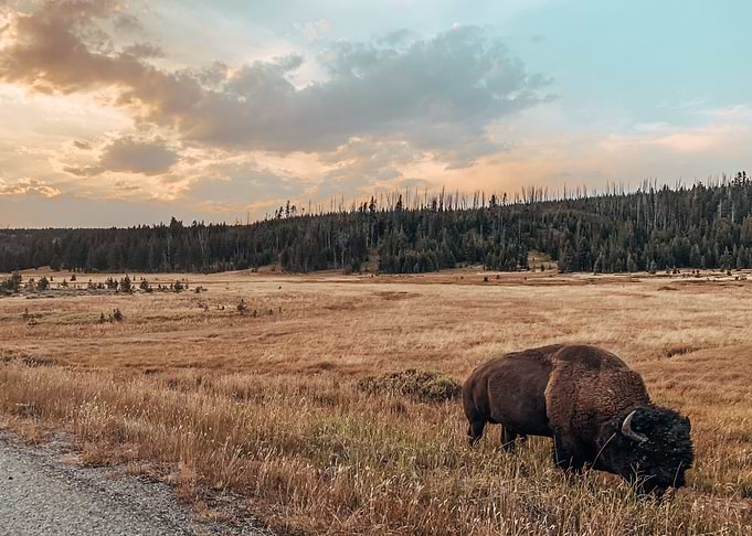 cloud bison