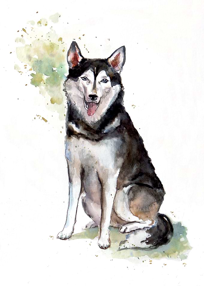 Husky dog