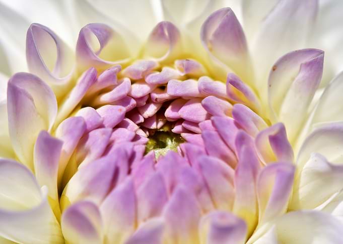 Dahlia Flower