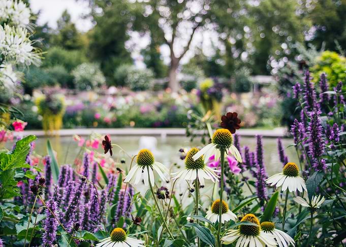 Summer Flower Field