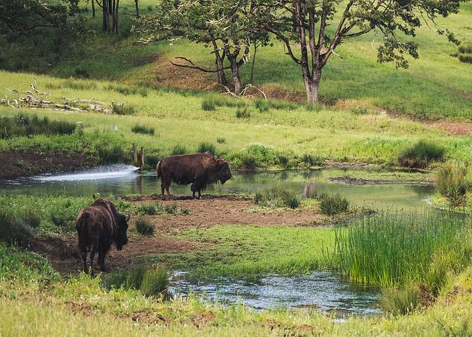 water bison
