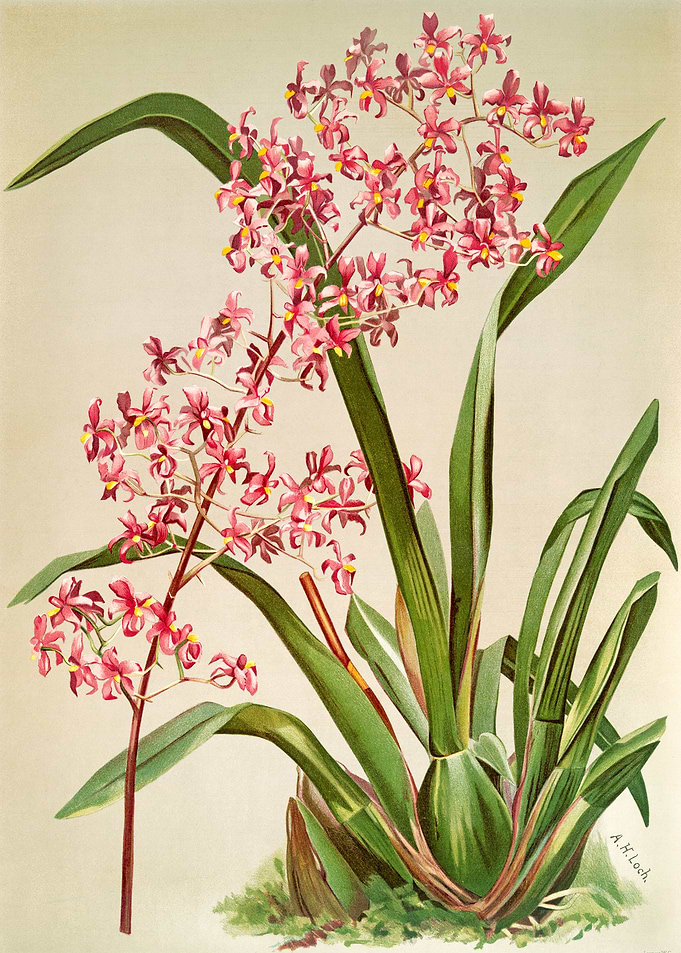 Odontoglossum edwardii