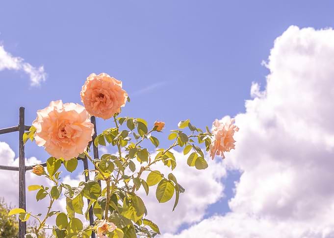 The Rose