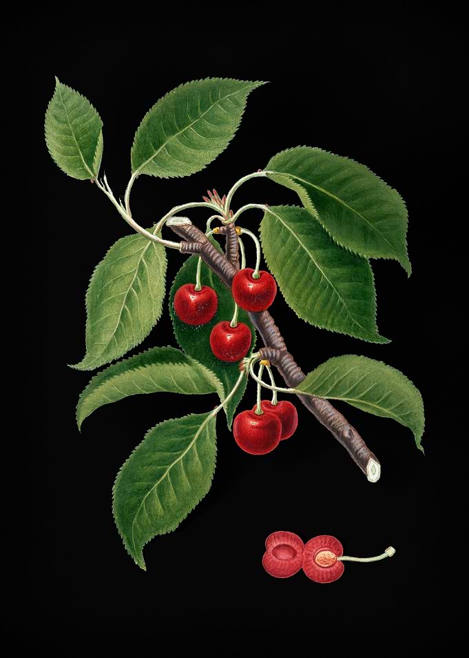 Vintage Sour Cherry Fruit