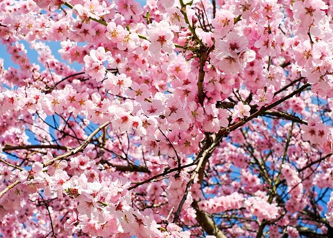 Japanese cherries