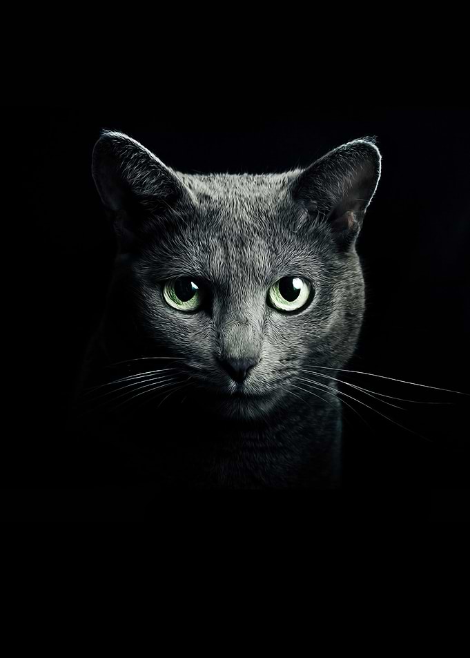 black cat