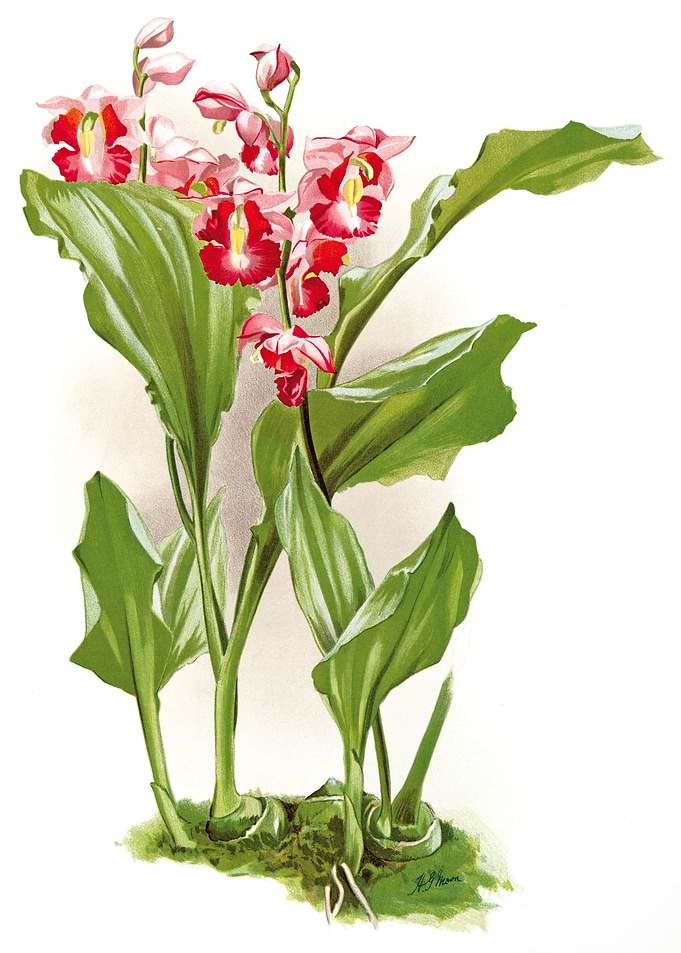 Phajus humblotii