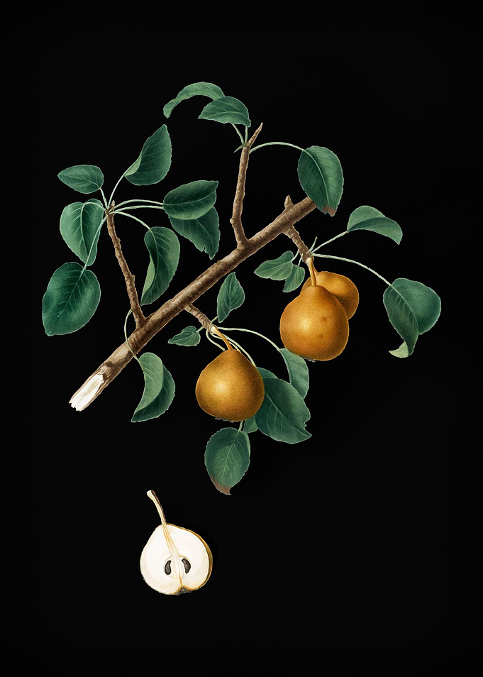 Vintage Seckel Pear Fruit