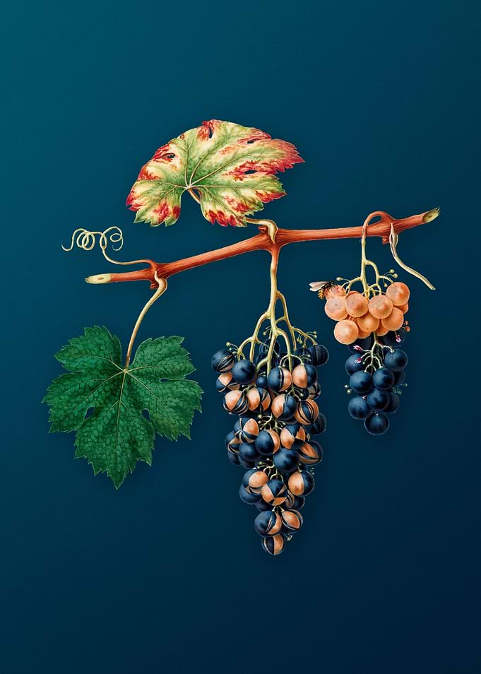 Vintage Summer Grape Fruit