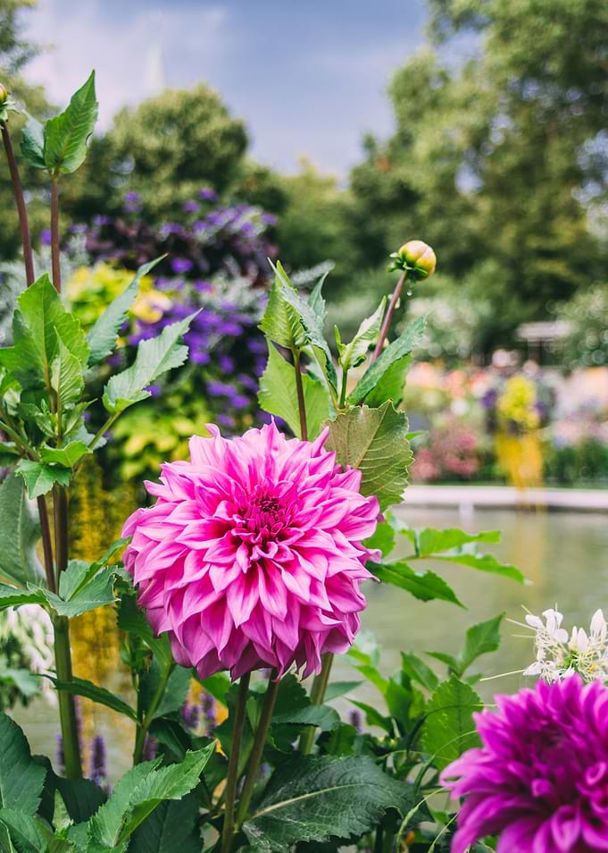 Pink Vibrant Flowers