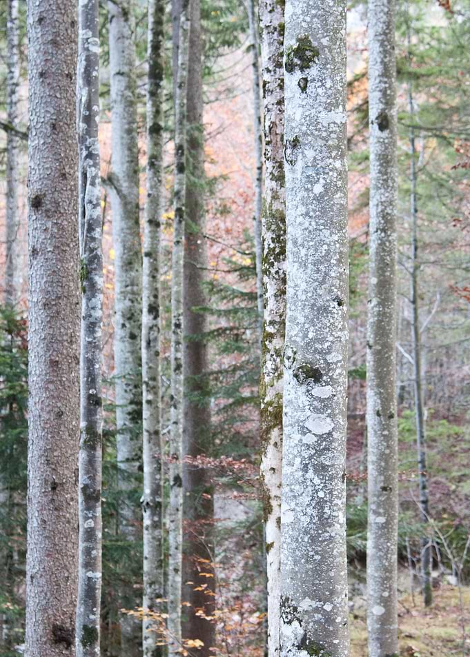 In the woods 1