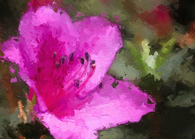 Pink Bauhinia