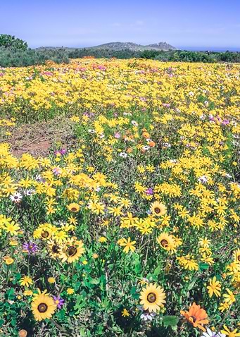 Flower season Cape Town