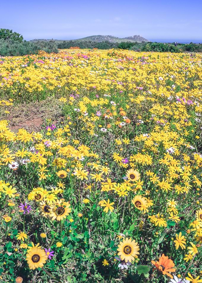 Flower season Cape Town