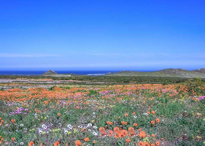 Flower season Cape Town