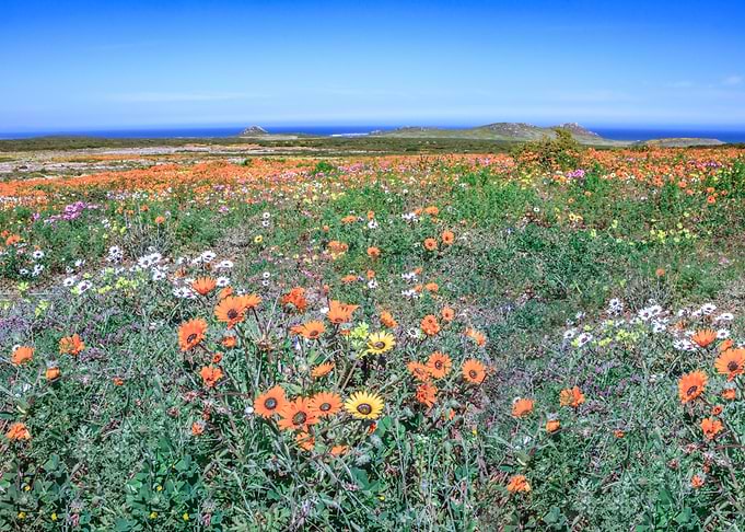 Flower season Cape Town