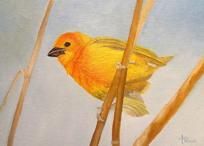 Saffron Finch