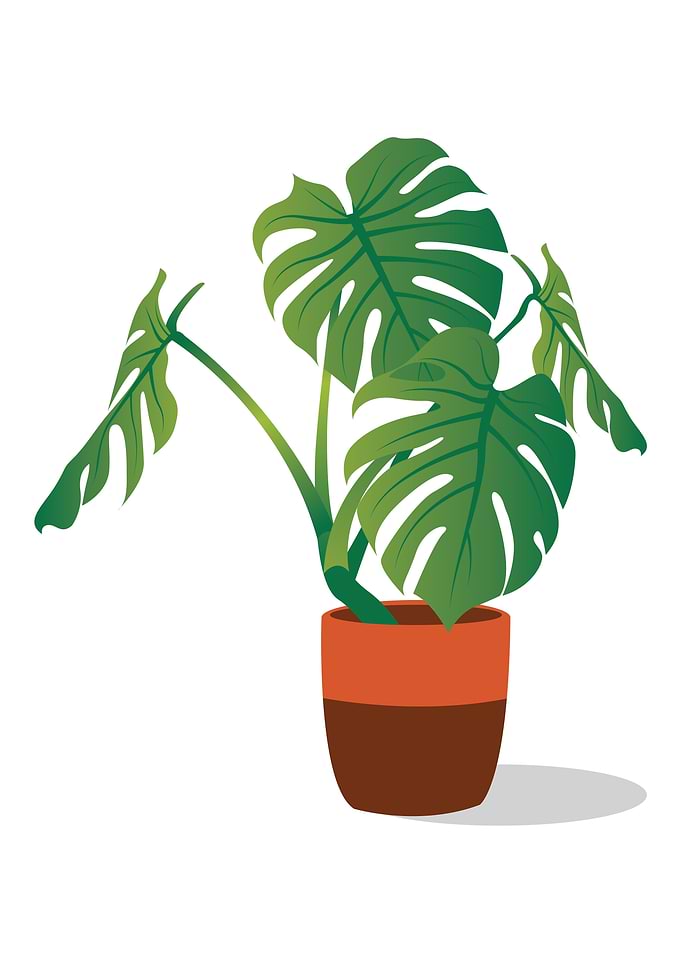 monstera