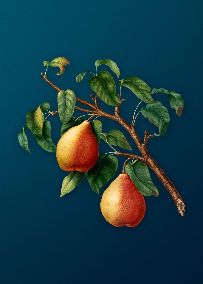 Vintage Wild European Pear