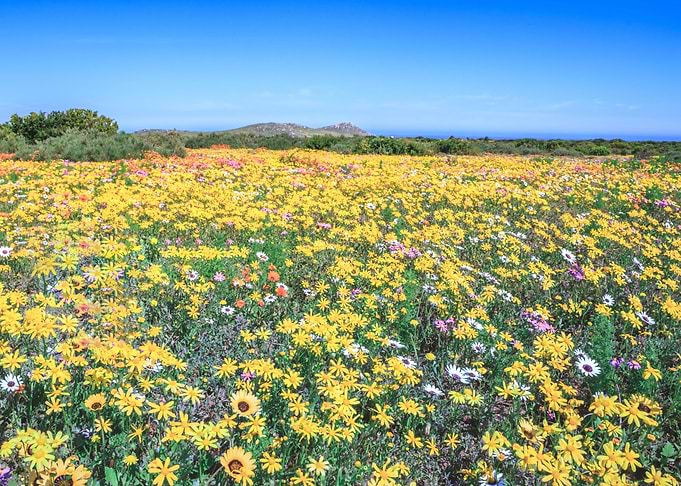 Flower season Cape Town