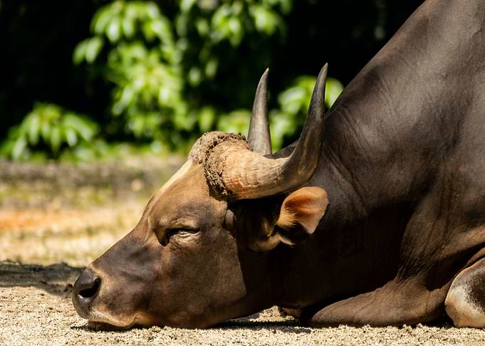 sleep animal bison