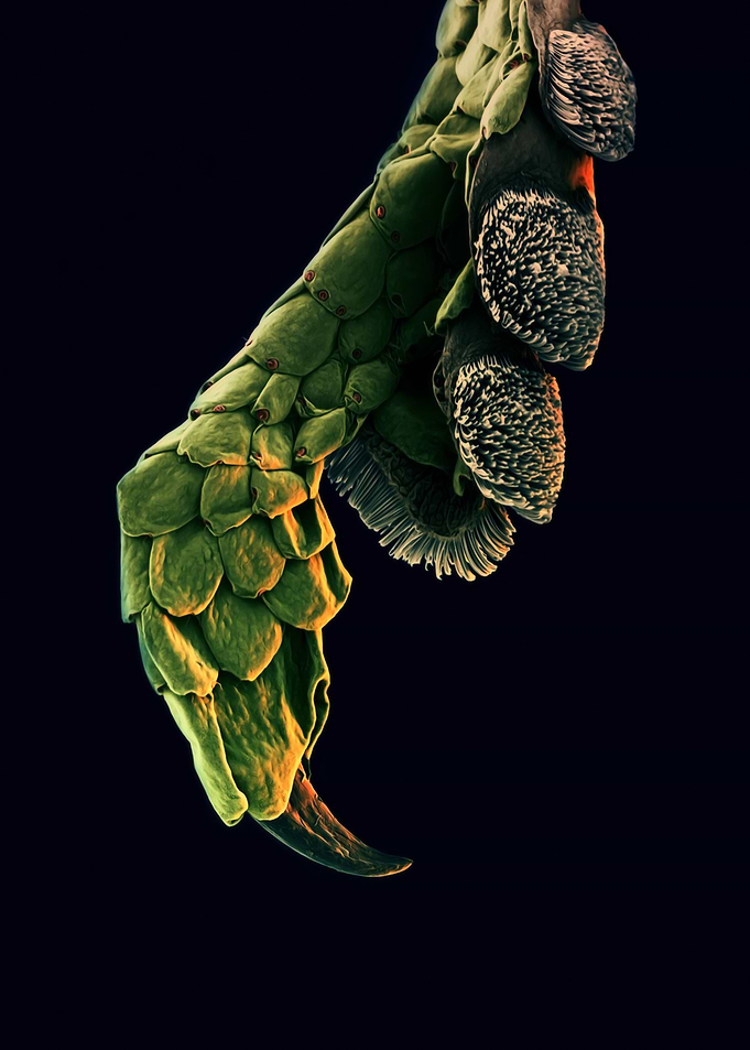 Leg of a Gecko