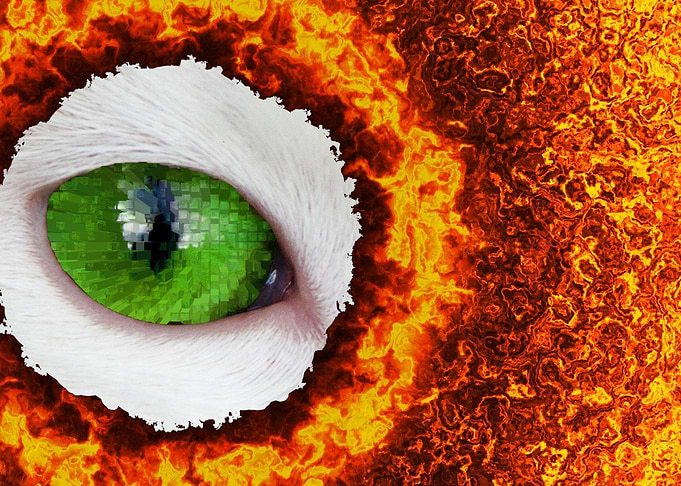 The Eye Of The Cat