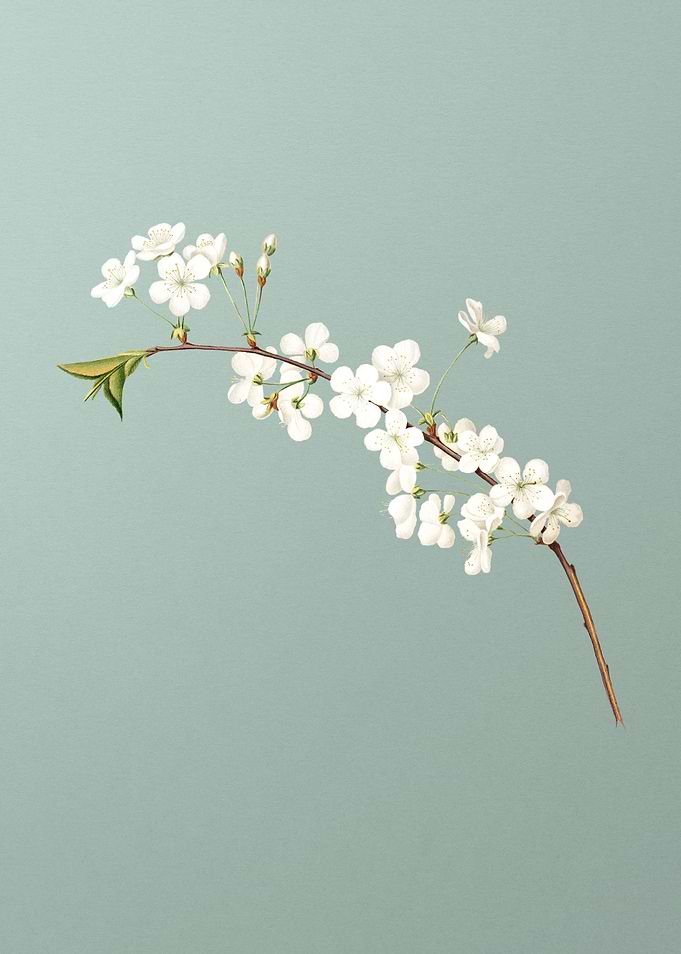 Vintage Amarena Cherry Fru