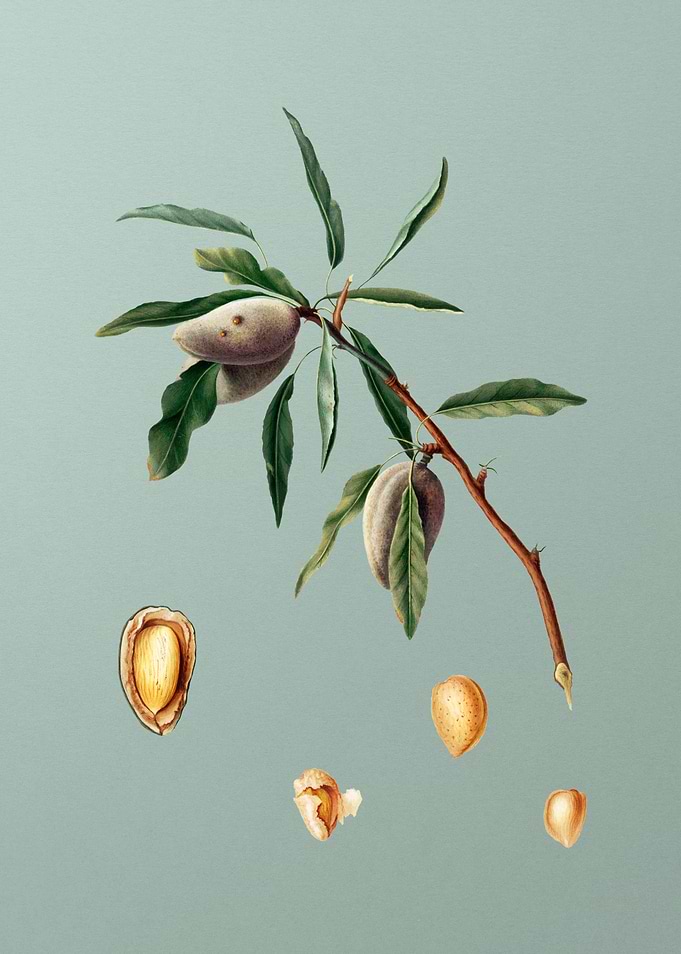 Vintage Almond Fruit Art