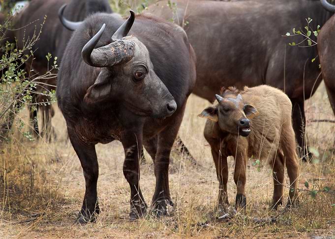 baby animal bison