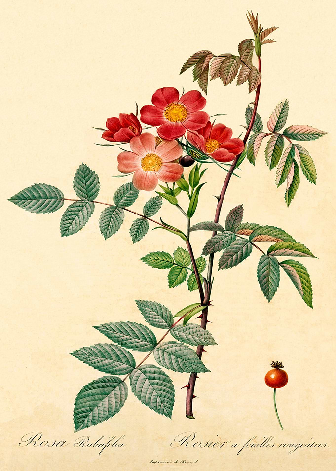 Rose Rubrifolia