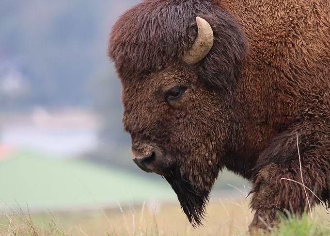 head bison
